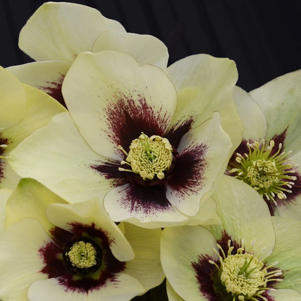 Helleborus Honeymoon® 'Spanish Flare' 1 Helleborus Honeymoon® 'Spanish Flare'