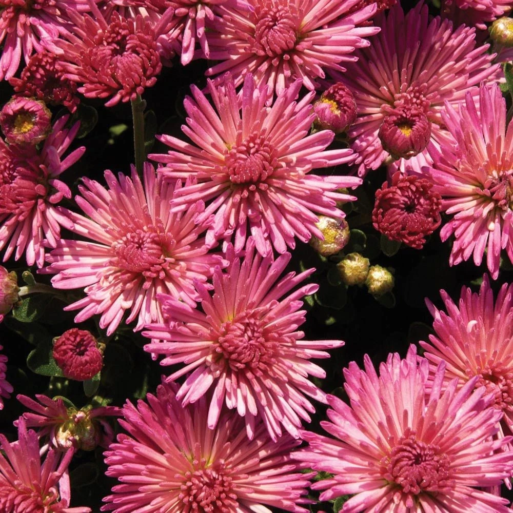 Chrysanthemum 'Fireworks Igloo' 1 Chrysanthemum 'Fireworks Igloo'