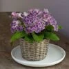 Cape Primrose 'Grape Ice' In Basket