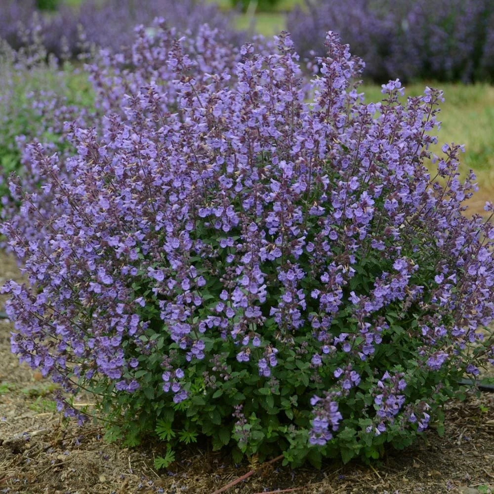 Nepeta X Faassenii 'Kitten Around' 1 Nepeta X Faassenii 'Kitten Around'