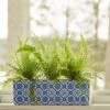 Boston Fern Trio In Ceramic Planter