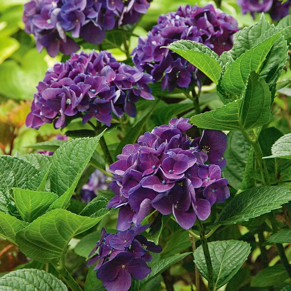 Hydrangea Macrophylla Color Fantasy® 1 Hydrangea Macrophylla Color Fantasy®