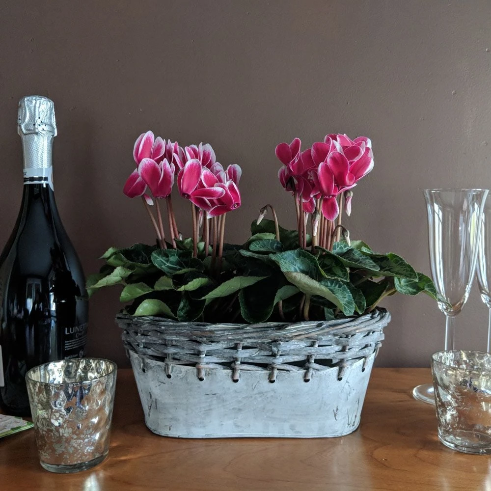 Cyclamen Fantasia® Deep Magenta, 2 Pots In Gray Metal Basket 1 Cyclamen Fantasia® Deep Magenta, 2 Pots In Gray Metal Basket
