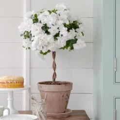 White Azalea Topiary In Gray Clay Pot And Saucer