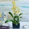 Sweet Sugar Oncidium Orchid In Ceramic Cachepot