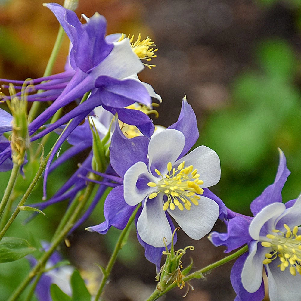 Aquilegia 'Blue Jay' 1 Aquilegia 'Blue Jay'