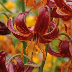Lilium 'Claude Shride'