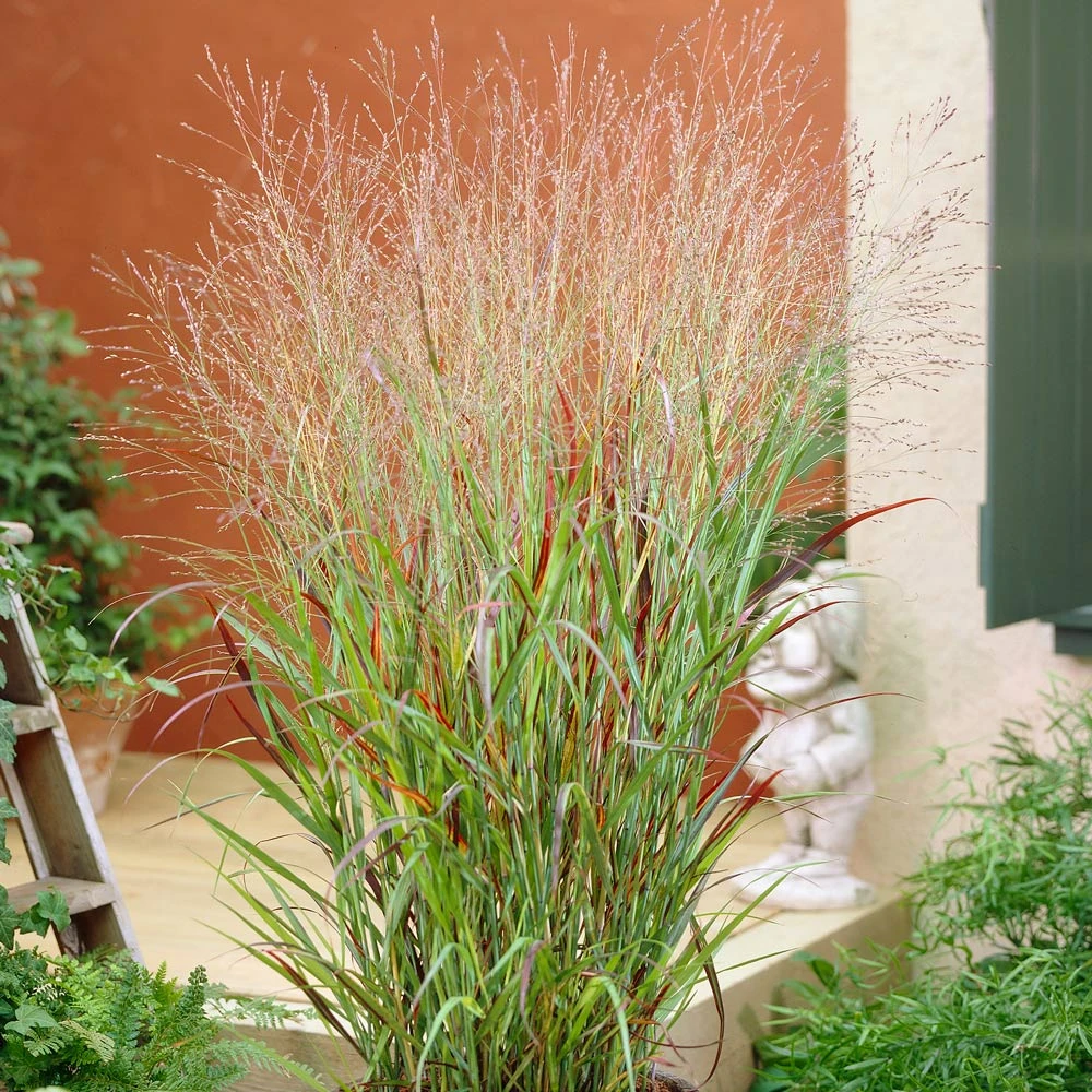 Ornamental Grass: Panicum Virgatum 'Shenandoah' 1 Ornamental Grass: Panicum Virgatum 'Shenandoah'