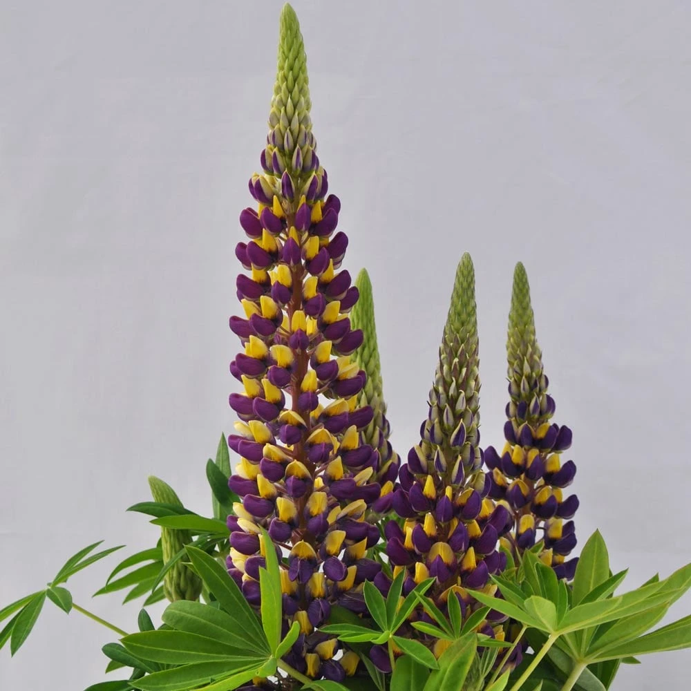 Lupinus Staircase® Dark Blue & Yellow 1 Lupinus Staircase® Dark Blue & Yellow