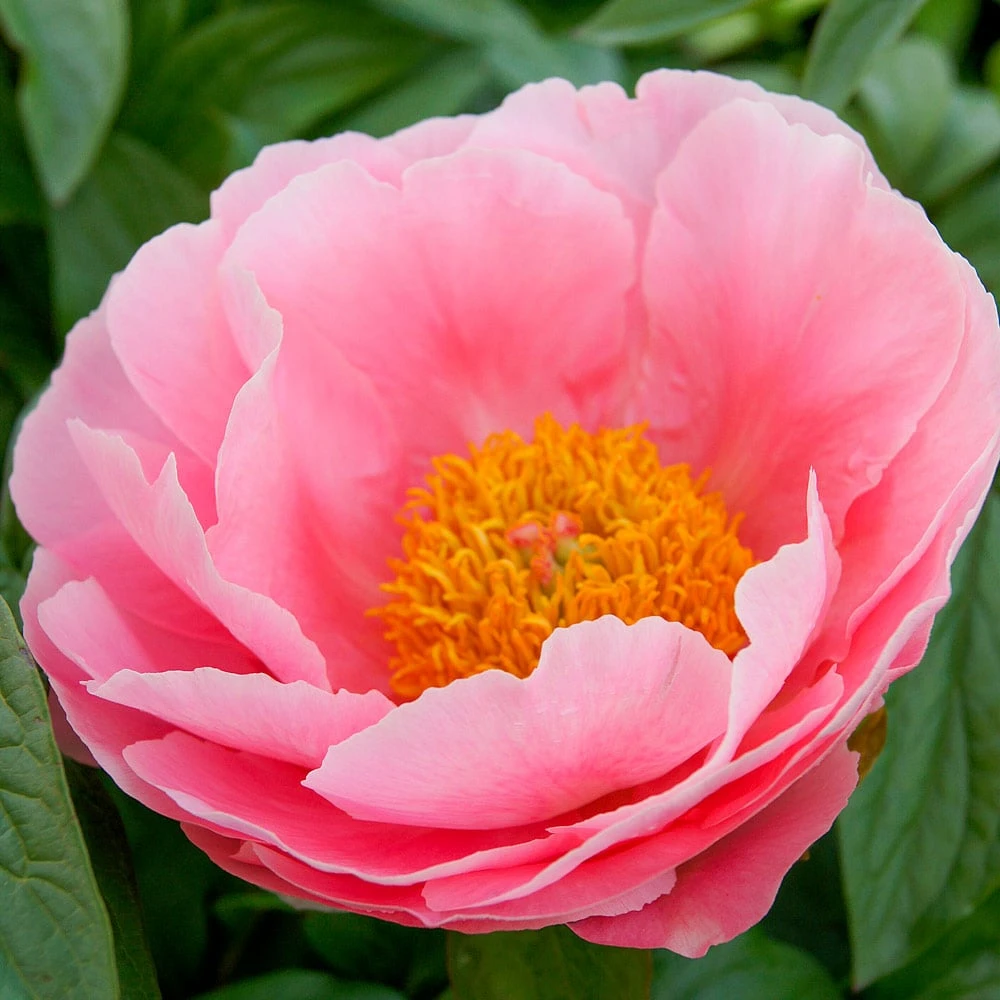Peony 'Salmon Dream' 1 Peony 'Salmon Dream'
