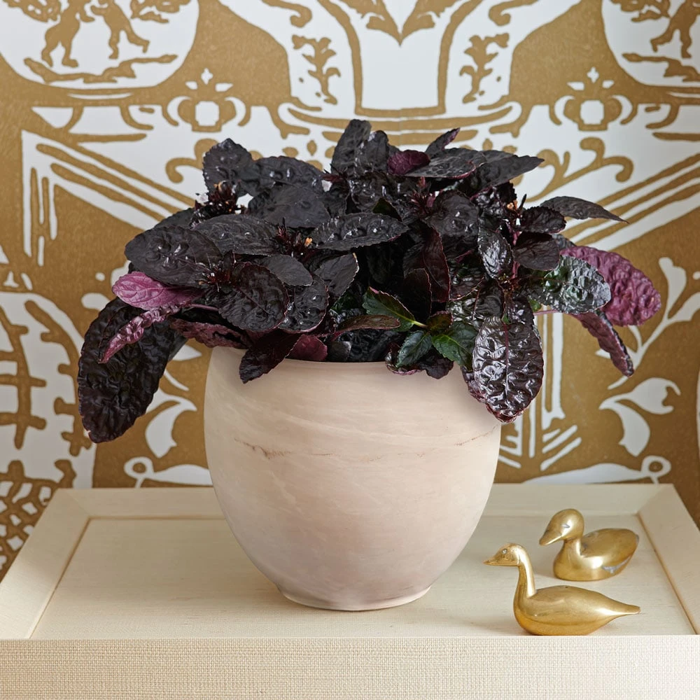 Purple Waffle 'Exotica' In Cream Ceramic Cachepot 1 Purple Waffle 'Exotica' In Cream Ceramic Cachepot