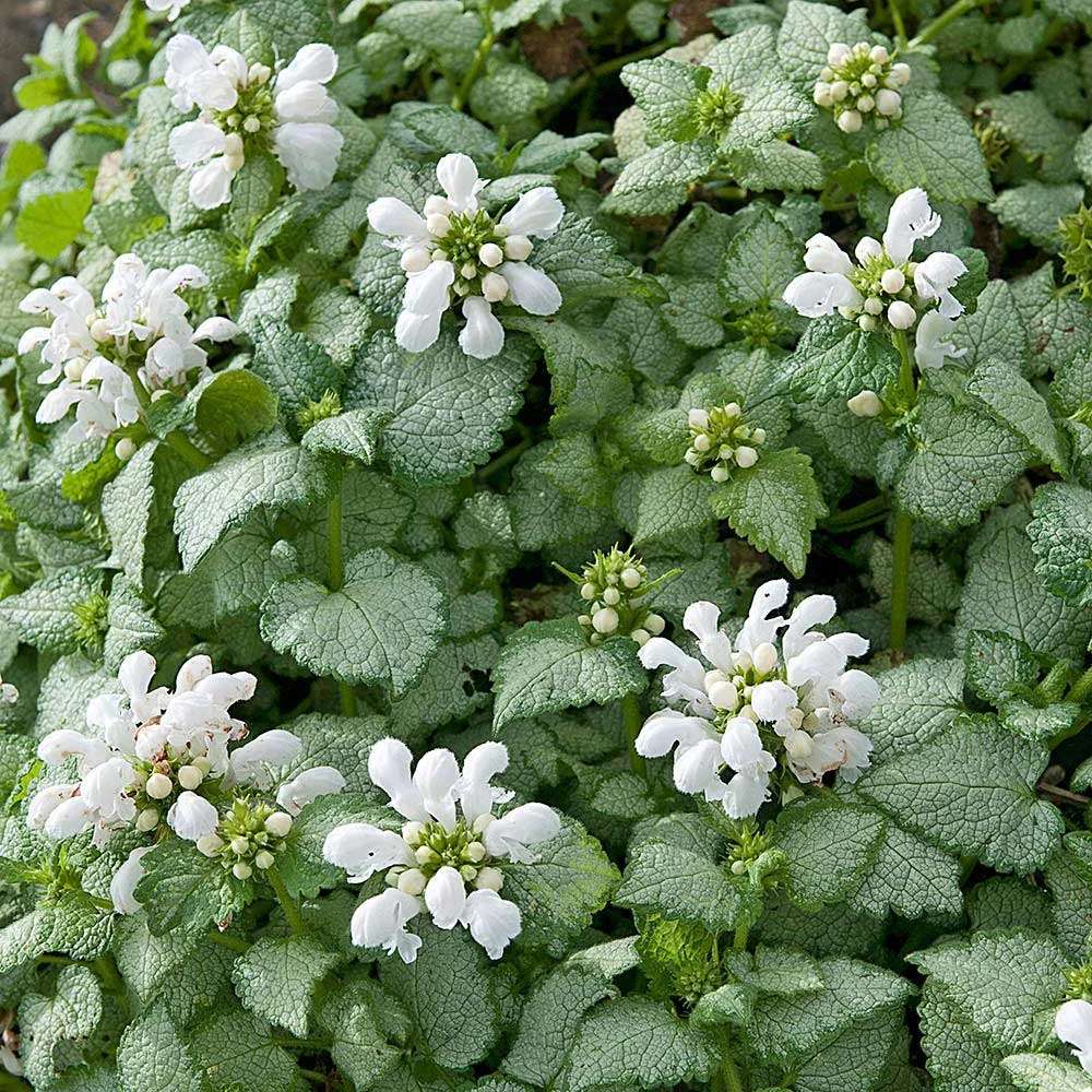 Lamium Maculatum 'White Nancy' 1 Lamium Maculatum 'White Nancy'