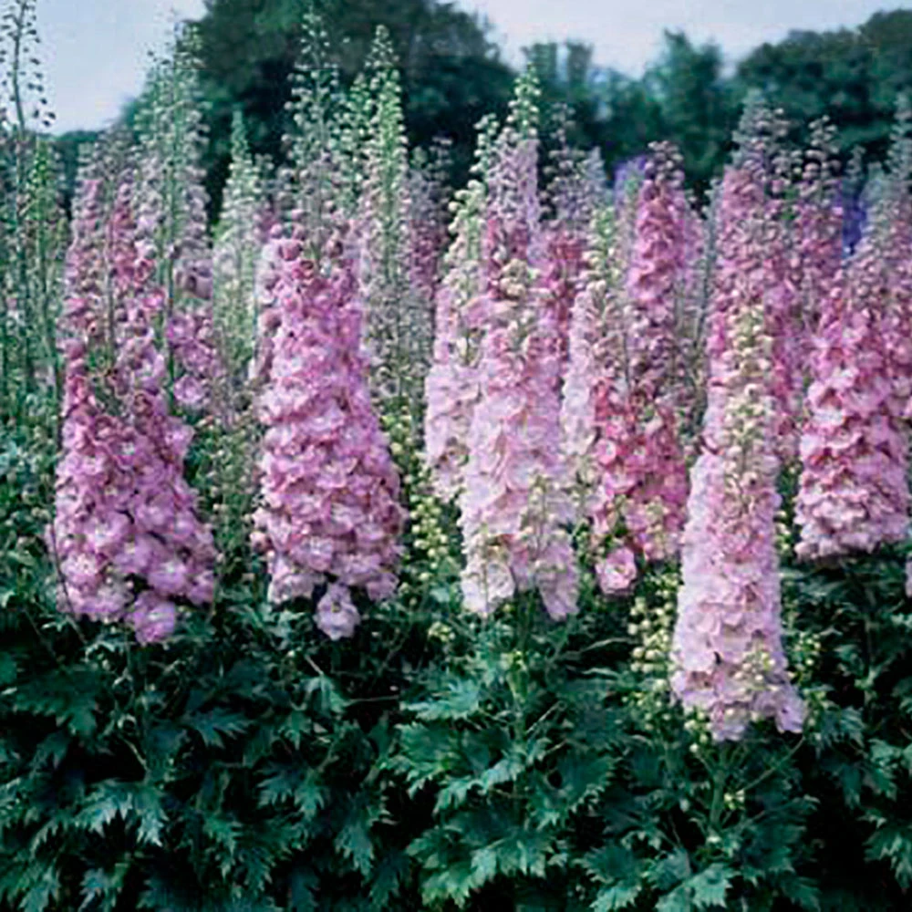 Delphinium Elatum 'Million Dollar Blush' 1 Delphinium Elatum 'Million Dollar Blush'