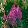 Astilbe Chinensis 'Visions'