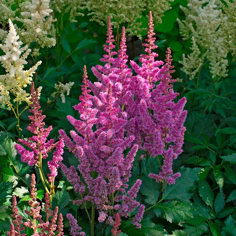 Astilbe Chinensis 'Visions' 1 Astilbe Chinensis 'Visions'