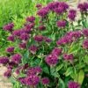 Monarda Didyma 'Purple Rooster'