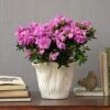 Lavender-Pink Azalea In Flared Tree Ceramic Cachepot