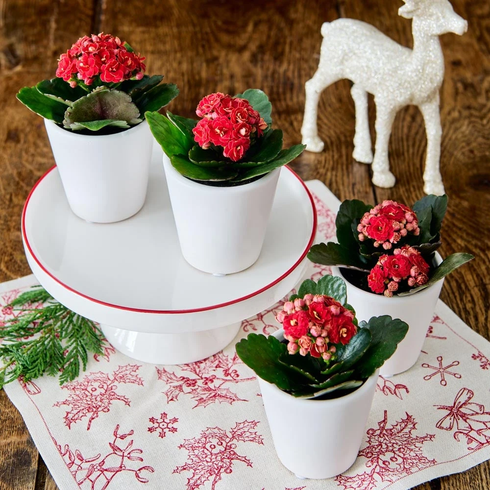Red Kalanchoe Quartet In White Ceramic Cachepots 1 Red Kalanchoe Quartet In White Ceramic Cachepots