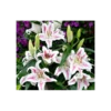 Lilium 'Spectator'