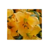 Lilium 'Saltarello'