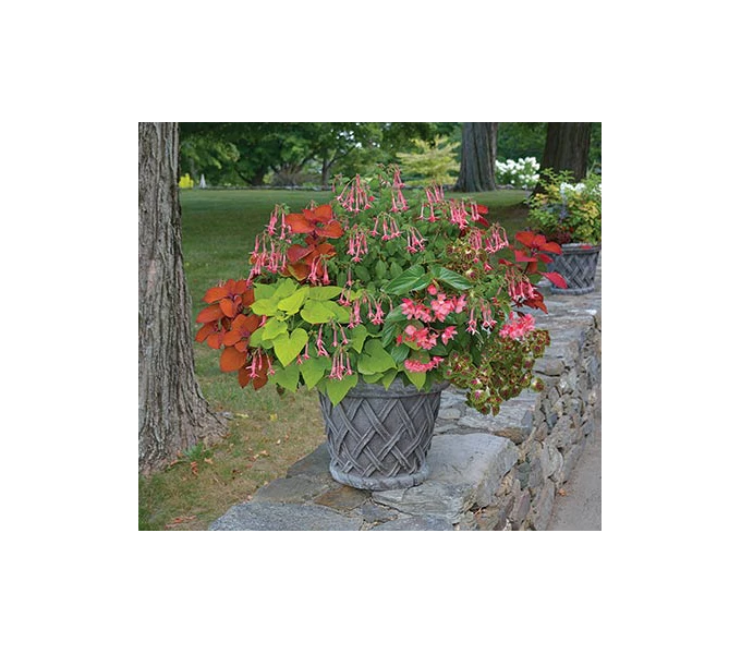 Hummingbird Annual Collection 2 Hummingbird Annual Collection - Image 2