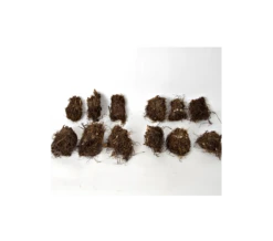 Cornerstone Astilbe Collection