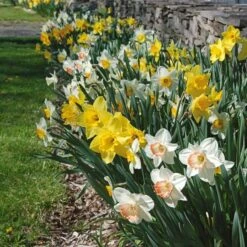 Collaboration For Part Shade For The South - Daffodils & Hosta 6 Collaboration For Part Shade For The South - Daffodils & Hosta -Verdelyn Sales x600 10713 1