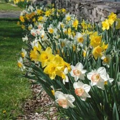 Collaboration For Sun For The South - Daffodils & Daylilies -Verdelyn Sales x600 10713