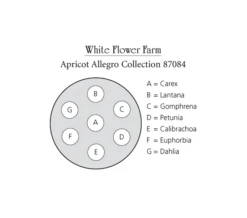 Apricot Allegro Annual Collection -Verdelyn Sales x600 10817