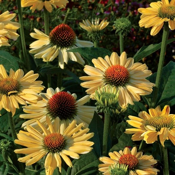 Echinacea Prairie Pillars™ 'Aloha' 1 Echinacea Prairie Pillars™ 'Aloha'