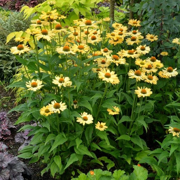 Echinacea Prairie Pillars™ 'Aloha' 2 Echinacea Prairie Pillars™ 'Aloha' - Image 2