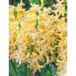 Hyacinthus Orientalis 'Yellowstone' -Verdelyn Sales x600 11107