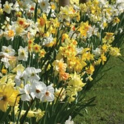 A Golden Legacy Narcissus Mix 5 A Golden Legacy Narcissus Mix -Verdelyn Sales x600 11150