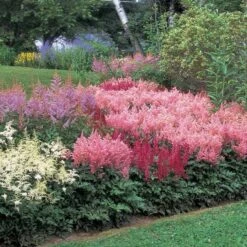 Cornerstone Astilbe Collection 8 Cornerstone Astilbe Collection -Verdelyn Sales x600 11201