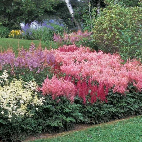Cornerstone Astilbe Collection 4 Cornerstone Astilbe Collection - Image 4