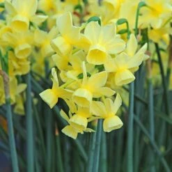 Award-winning Miniature Daffodils -Verdelyn Sales x600 11226