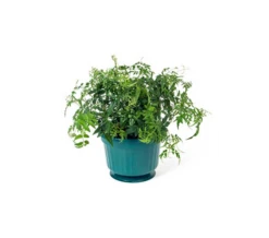 Jasmine In A Hanging Pot -Verdelyn Sales x600 11307
