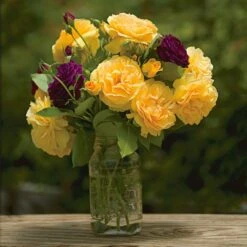 Verdelyn Sales -Verdelyn Sales x600 11313