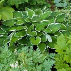 Emerald Isle Hosta Collection -Verdelyn Sales x600 11396