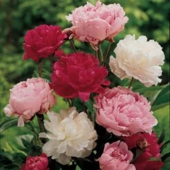 Old-Time Peony Collection -Verdelyn Sales x600 11407