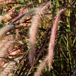 Season's Farewell Collection -Verdelyn Sales x600 11445