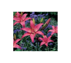 Bold Colors Asiatic Lily Mix -Verdelyn Sales x600 11471