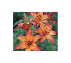 Bold Colors Asiatic Lily Mix -Verdelyn Sales x600 11472