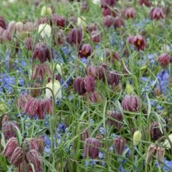 Fritillaria Meleagris Mix -Verdelyn Sales x600 11486