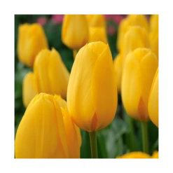 Next Generation Perennial Tulip Mix -Verdelyn Sales x600 11529