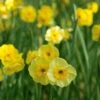 Scent Of Spring Daffodil Mix