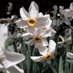 Scent Of Spring Daffodil Mix -Verdelyn Sales x600 11542