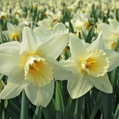 White Trumpet Solo Daffodil Mix -Verdelyn Sales x600 11543
