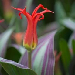 Tulip 'Rigas Barikades' -Verdelyn Sales x600 11565