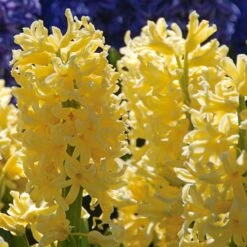 Vivid Hyacinth Mix -Verdelyn Sales x600 11570